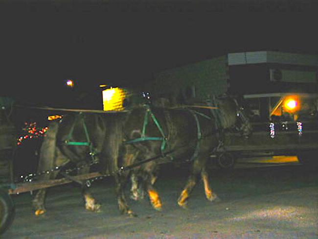 horses
